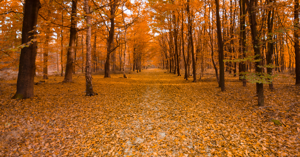 Autumn 2025 Ecology Salary & Market Overview
